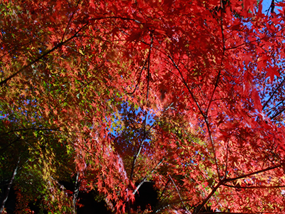 鮮やかな紅葉